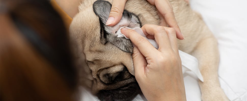 A Pug having his ears cleaned.