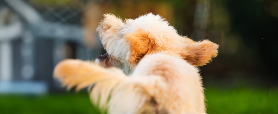 A close up of a Maltipoo's behind.