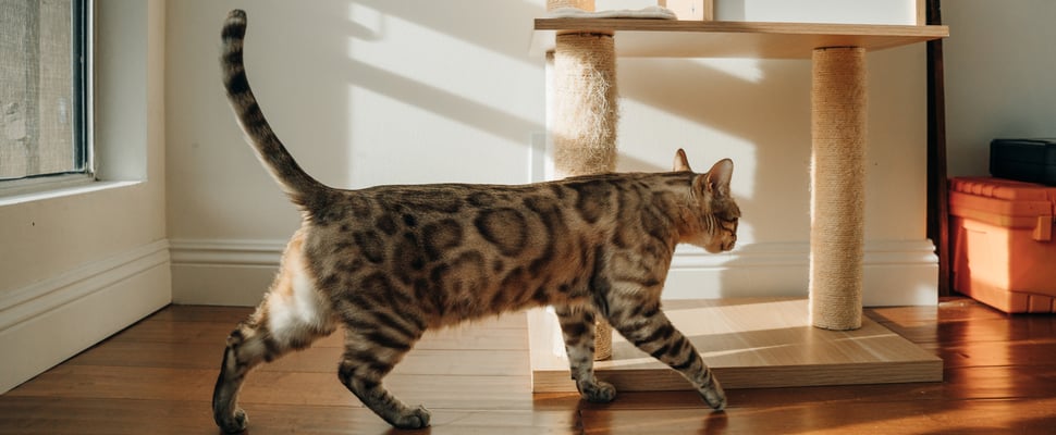 A Bengal cat walking over to his scratching post.