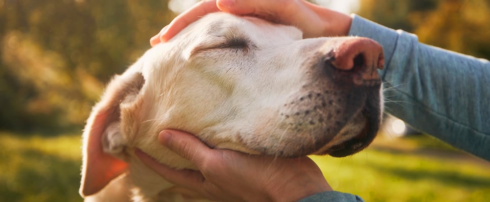 A close up of a Labrador's head.
