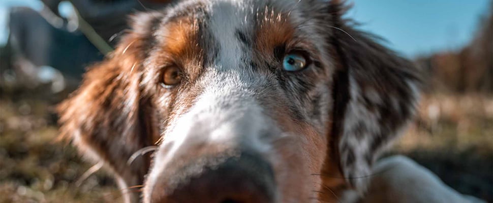 close up of puppy with one brown eye and one blue eye