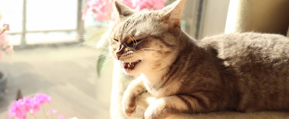 a sneezy cat