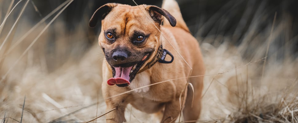 A jack russell cross breed called a Jug walking on dry grass with tongue out
