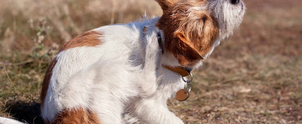 dog scratching
