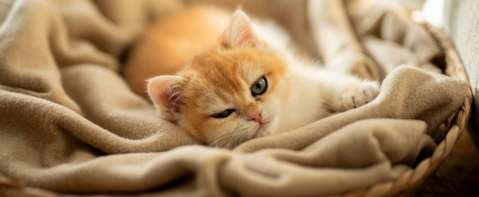 British shorthair kitten lying in a basket