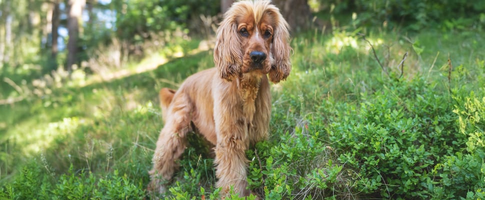 Cocker Spaniel with a puppy cut haircut walking in forest