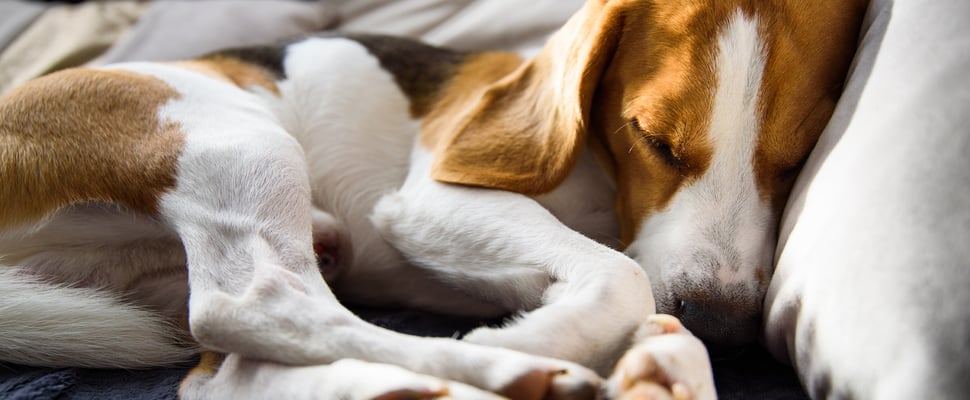 A Beagle laying on his side and sleeping.