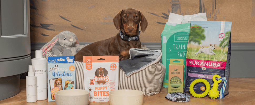 A dog surrounded by different food bowls toys and treats