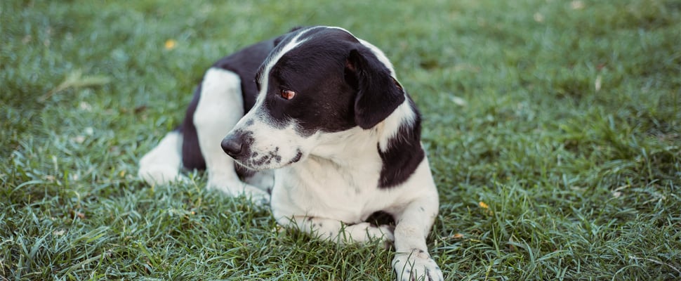 Black and white dog lying on the grass looking sad