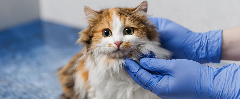 A cat at the vet