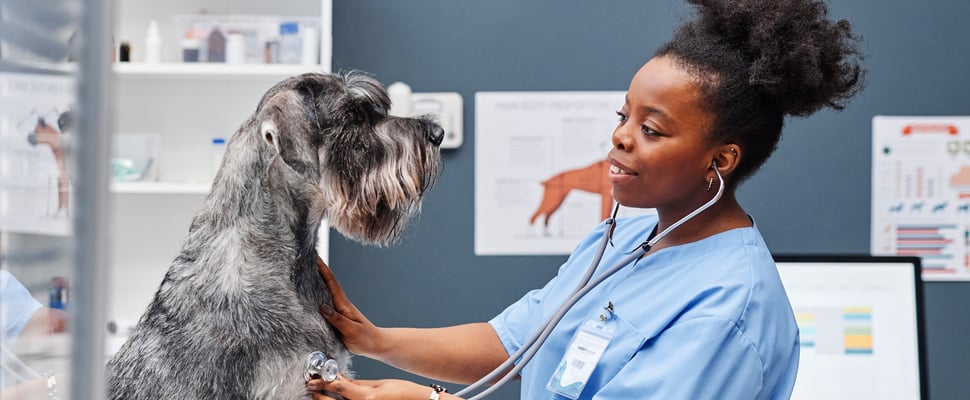 Giant Schnauzer having heart checked by the vet