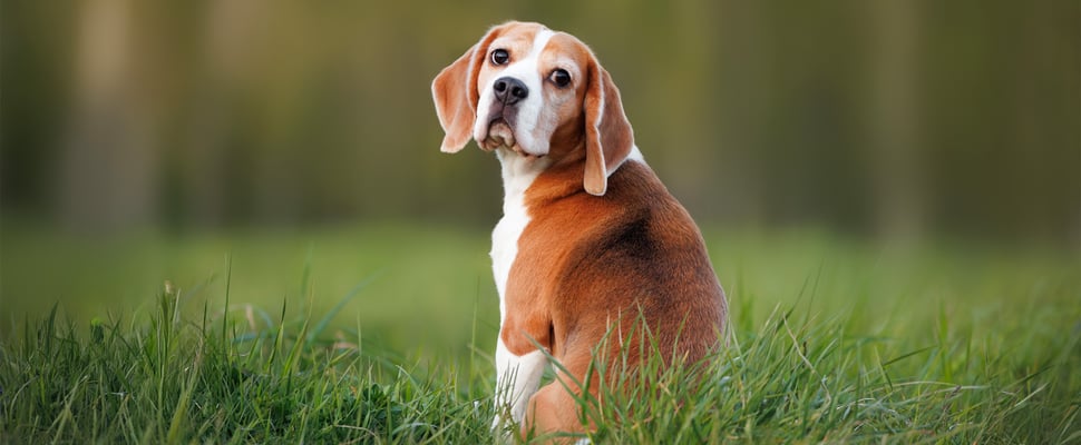 Beagle sitting in field looking a bit sad
