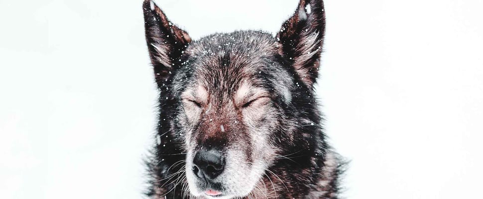 dog with eyes closed sitting in snow