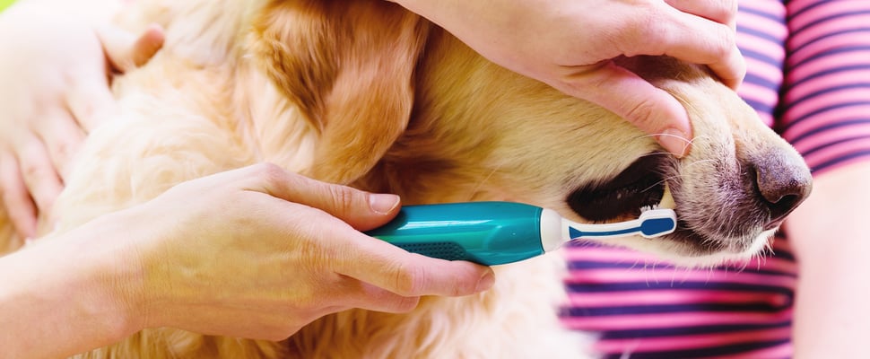 A close up image of a dog getting their teeth cleaned.