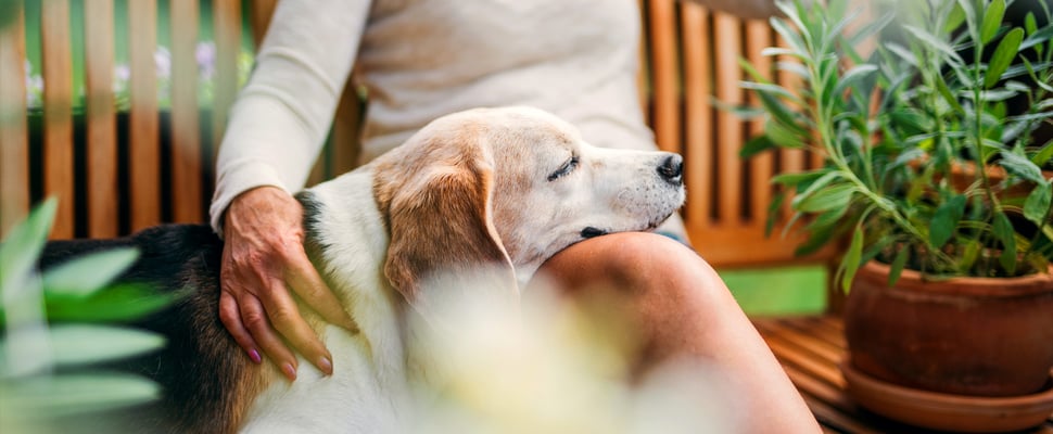 A Beagle resting his head on his owner's legs.