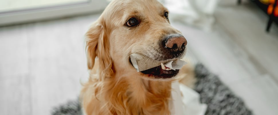 A Labrador sitting with a toilet roll tube in his mouth.
