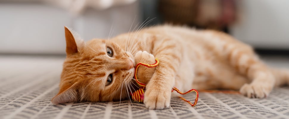 gigner cat lying on floor with string