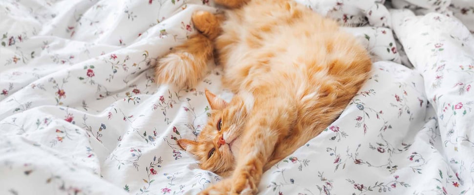 ginger cat laying across bed