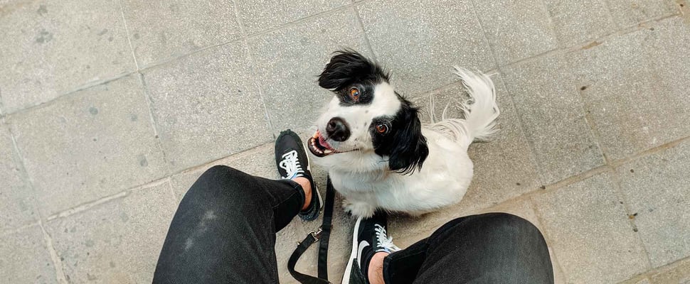 black and white collie sat at owners feet and looking up