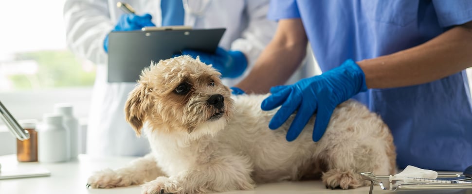 dog and vet