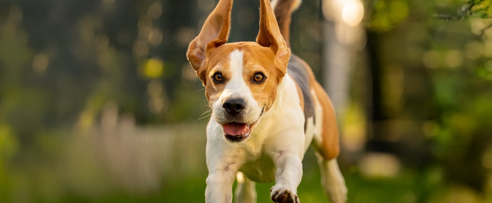 A beagle leaping through the air.