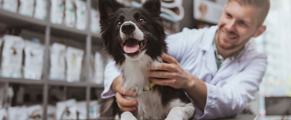 A dog being checked by a vet