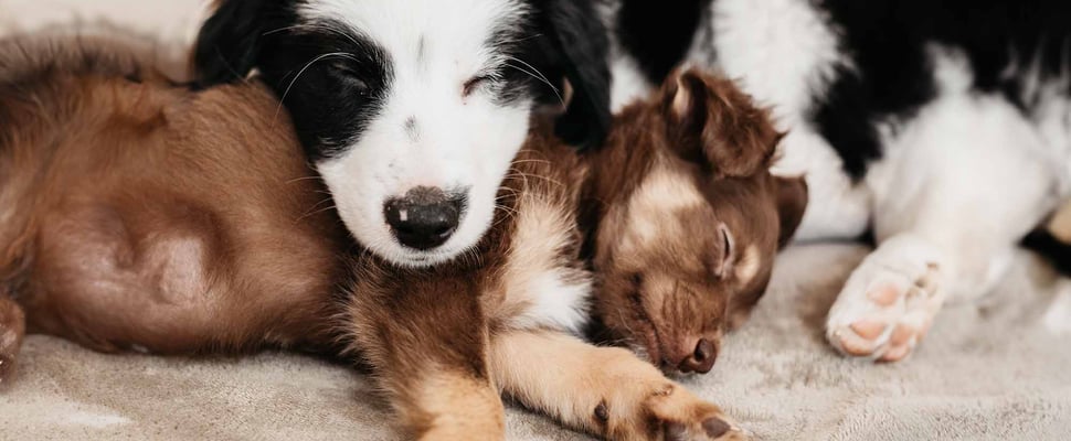 Two puppies sleeping together