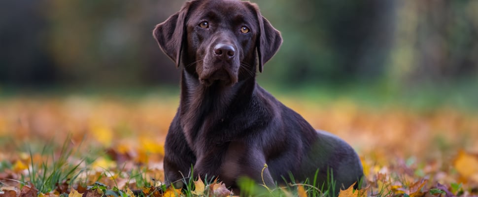 A chocolate brown Labrador sitting in autumnal leaves.