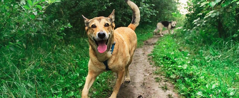 A happy dog walking an outdoor trail.