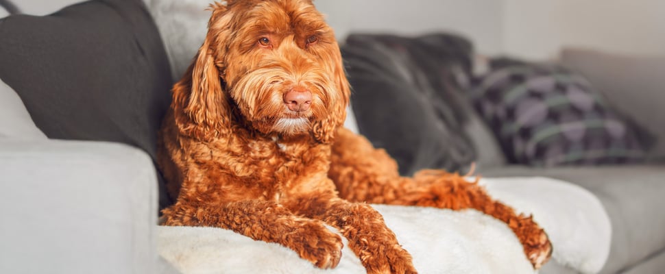 A gingery Labradoodle laying on a couch.