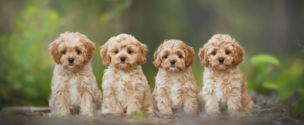 Four cavapoos sitting in a row.