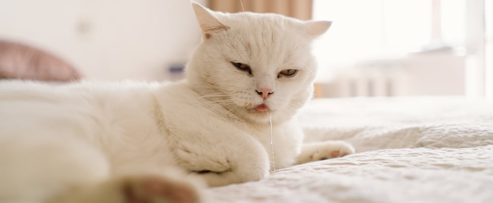a white cat laying on a bed drooling
