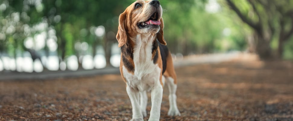 A beagle in a woodland area.