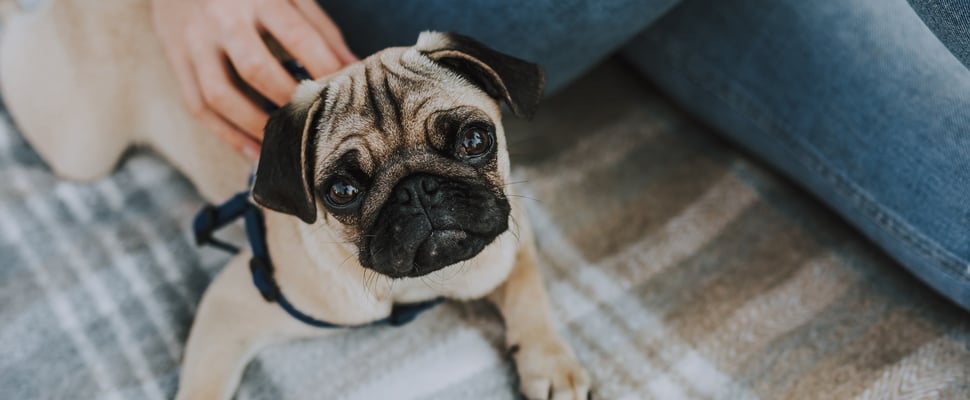 A puppy pug looking upwards whilst sitting with an owner wearing jeans.