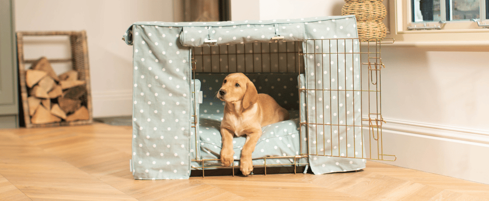 A dog inside a lords and labradors crate