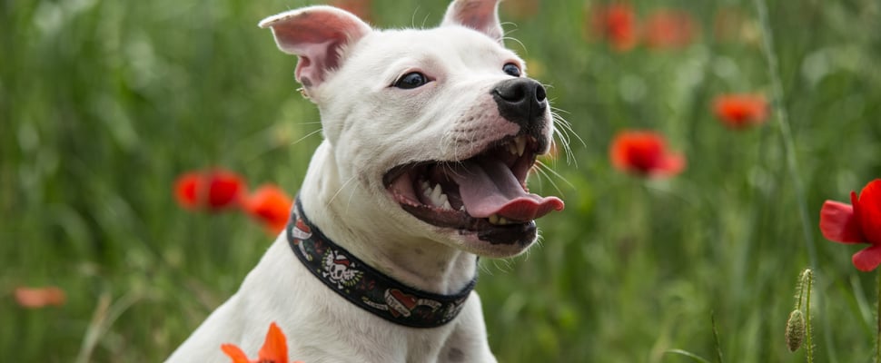staffordshire bull terrier in a field of poppies