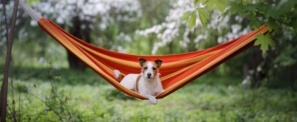 A Jack Russell laying in an orange hammock outdoors.