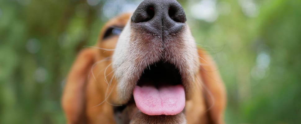 A close up of a Beagle's mouth.