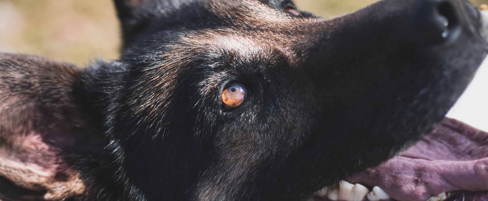close up of blue husky eye