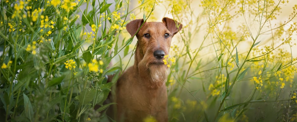 A brown dog standing in between yellow flowers.