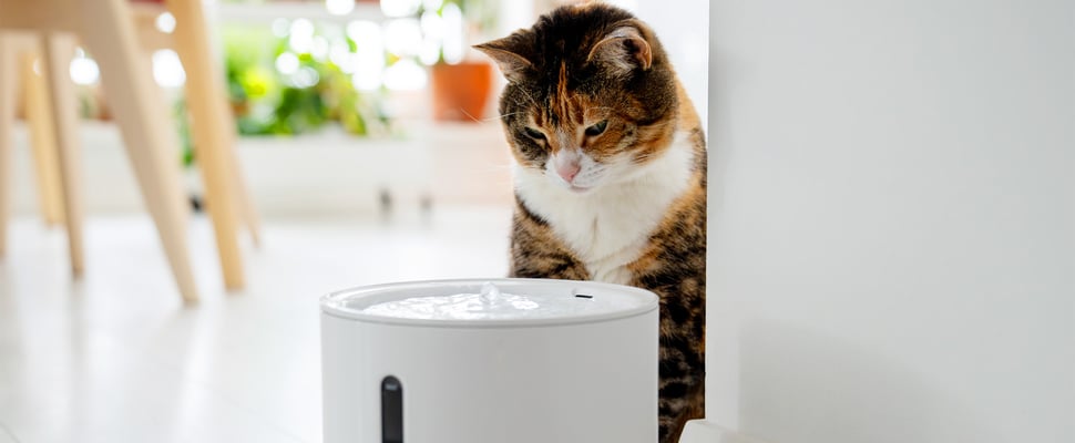 A cat staring at a water fountain.