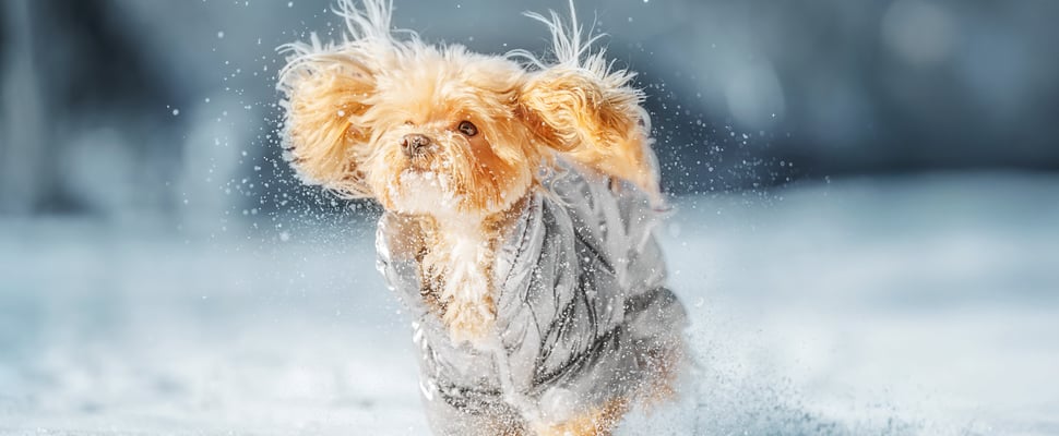 A maltipoo wearing a coat and running in the snow.