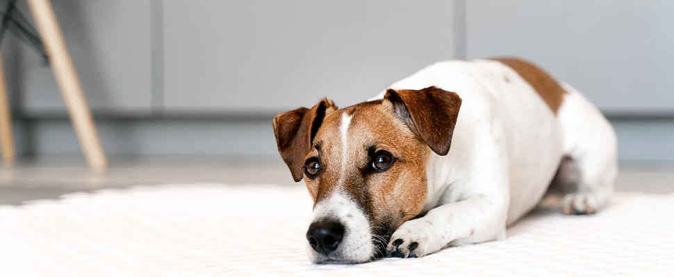 Jack Russel lying on white rug
