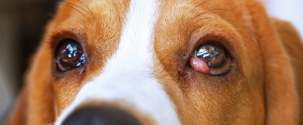 A close up image of a Beagle with pink eye.