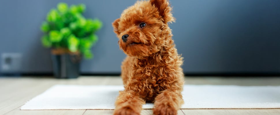maltipoo sitting on a rug