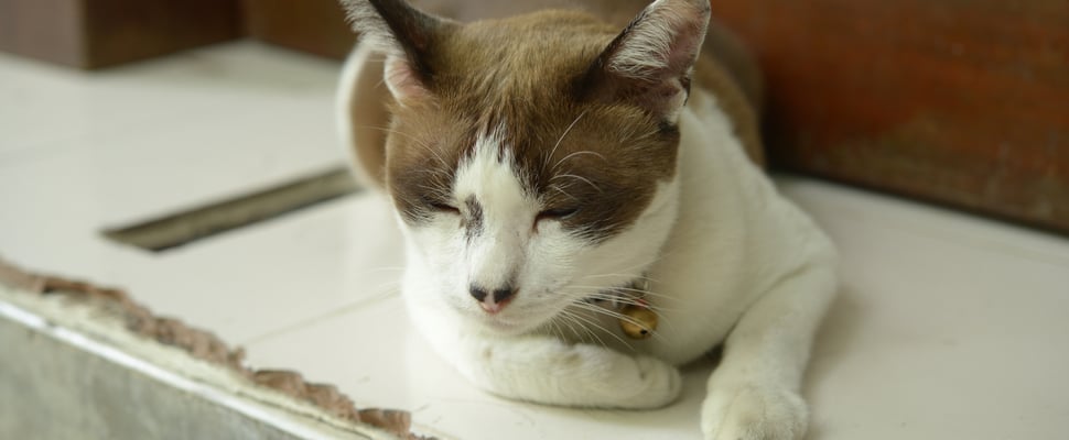 a sleepy cat laying down on white tiles
