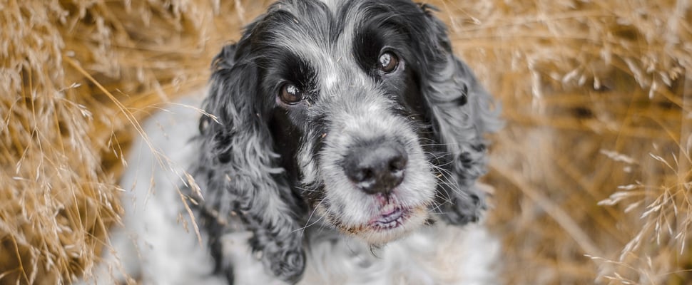 A black and grey springer spaniel looking upwards.