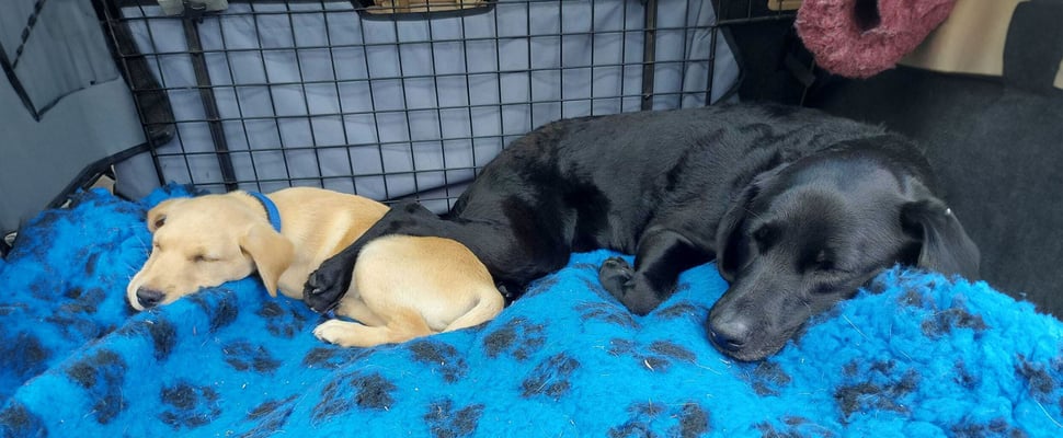 two dogs sleeping together on blue blanket