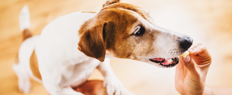 a jack russell standing to get treat from owners hand