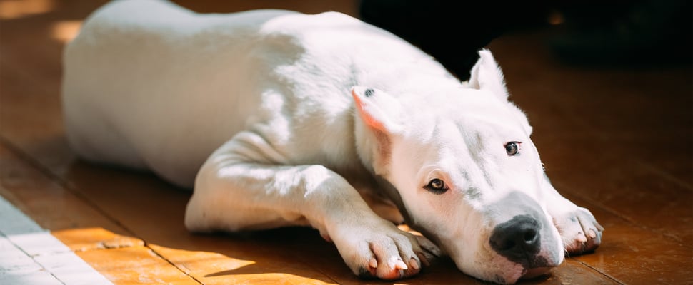 A Dogo Argentino laying on the floor in a patch of sun.